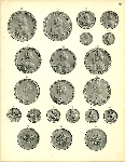 А. Ильин и гр. И. Толстой 1910 г. Русские монеты, чеканенные с 1725 по 1801г. 