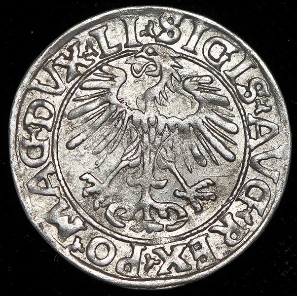 Полугрош 1556 (Великое княжество Литовское)